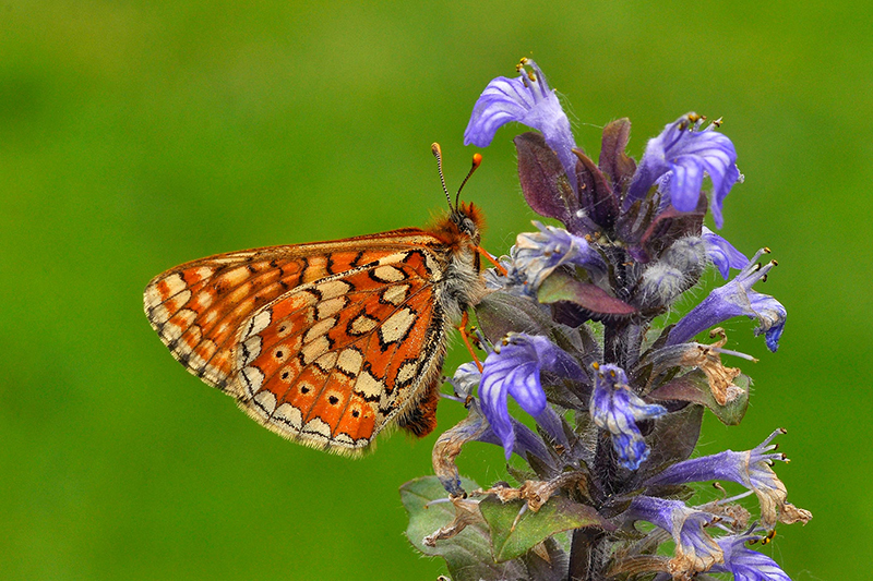 Marsh Fritillary.jpg